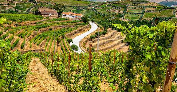 Biking among the vineyard terraces of the Douro Valley, Portugal. Flickr:mat's eye