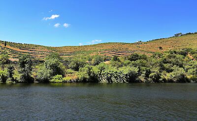 Pinh&atilde;o vineyards viewed from the water, Portugal. Unsplash@Antonio Sessa