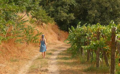 Walking through vineyards in Portugal. Unsplash@Antoine Pouligny