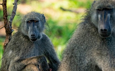 Baboons, Kruger National Park, South Africa. Unsplash@Jochen van Wylick