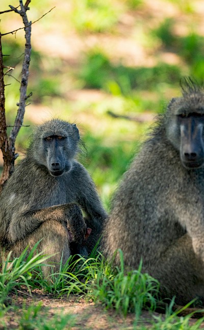 Baboons, Kruger National Park, South Africa. Unsplash@Jochen van Wylick