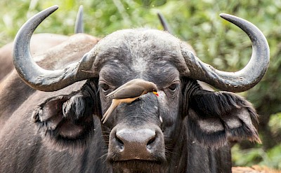 Bird on an African Buffalo, Kruger National Park, South Africa. Unsplash@Charl Durand
