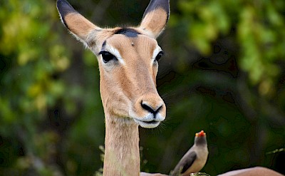 Bird on an impala, Kruger National Park, South Africa. Unsplash@Nadine Venter