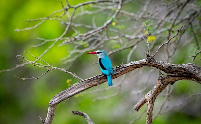 Blue bird in a tree, Kruger National Park, South Africa. Unsplash@Jochen van Wylick