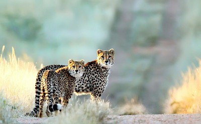 Cheetahs in the road, Kruger National Park, South Africa. Unsplash@Getty Images