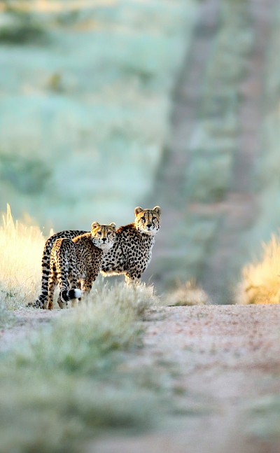 Cheetahs in the road, Kruger National Park, South Africa. Unsplash@Getty Images