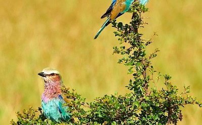 Colorful birds, Kruger National Park, South Africa. Unsplash@Getty Images