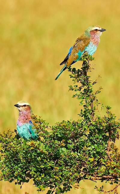 Colorful birds, Kruger National Park, South Africa. Unsplash@Getty Images