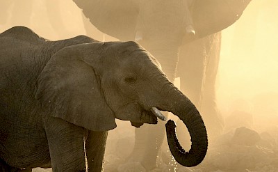 Elephant calf drinking at a waterhole, Kruger National Park, South Africa. Unsplash@Getty Images
