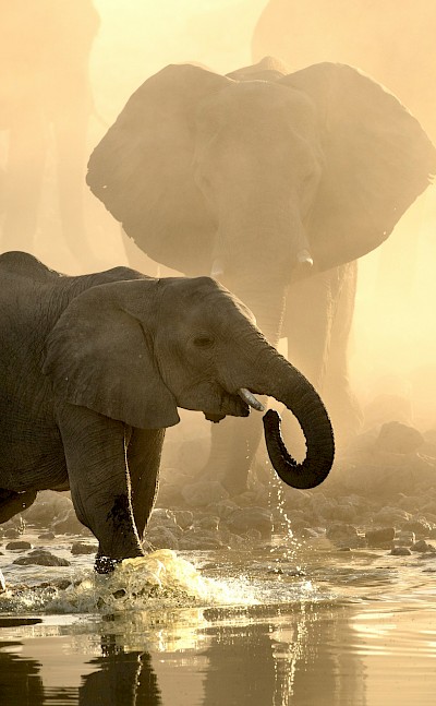Elephant calf drinking at a waterhole, Kruger National Park, South Africa. Unsplash@Getty Images