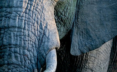 Elephant face, Kruger National Park, South Africa. Unsplash@Jochen van Wylick