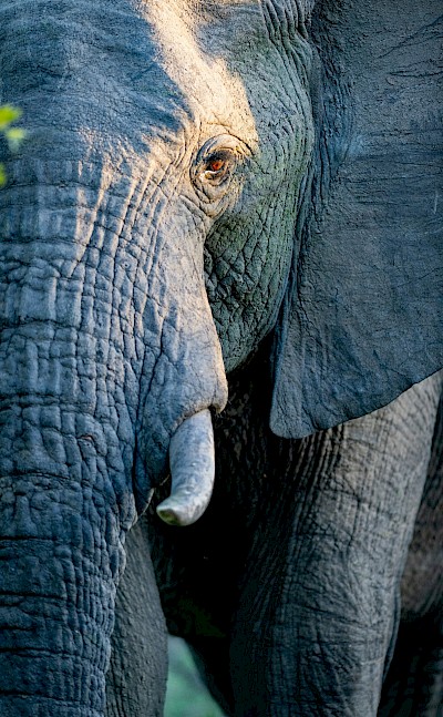Elephant face, Kruger National Park, South Africa. Unsplash@Jochen van Wylick