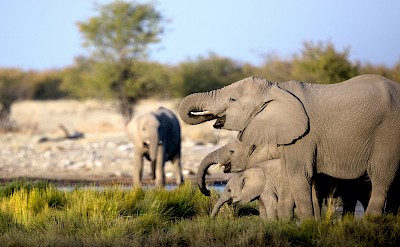 Elephant family at a waterhole, Kruger National Park, South Africa. Unsplash@Getty Images