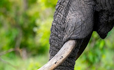 Elephant tusk, Kruger National Park, South Africa. Unsplash@Jochen van Wylick