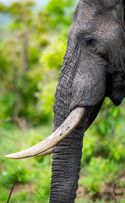 Elephant tusk, Kruger National Park, South Africa. Unsplash@Jochen van Wylick