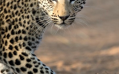 Leopard cub, Kruger National Park, South Africa. Unsplash@Getty Images
