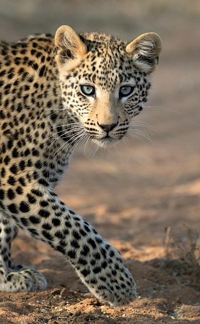 Leopard cub, Kruger National Park, South Africa. Unsplash@Getty Images