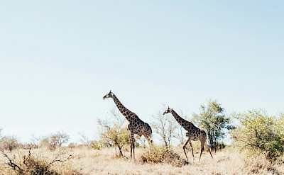 Giraffe and calf, Kruger National Park, South Africa. Unsplash@Tobin Rogers