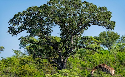 Giraffe eating leaves, Kruger National Park, South Africa. Unsplash@Jochen van Wylick
