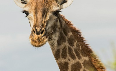 Giraffe, Kruger National Park, South Africa. Unsplash@Charl Durand