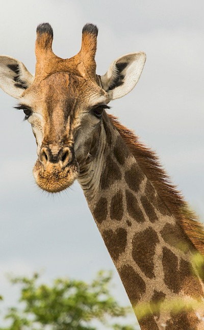 Giraffe, Kruger National Park, South Africa. Unsplash@Charl Durand