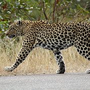 South Africa Kruger National Park Safari Photo
