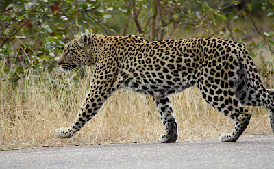 Leopard in Greater Kruger National Park, South Africa. Photo via TO
