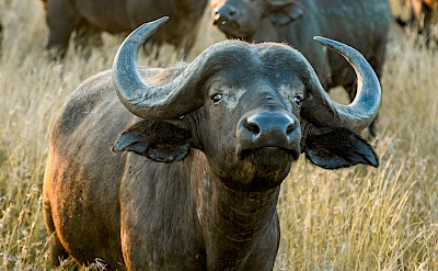 Herd of African Buffalo, Kruger National Park, South Africa. Unsplash@Jacob Vizek