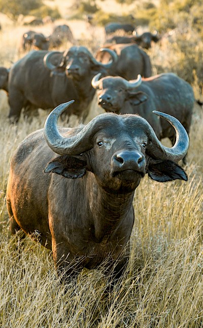 Herd of African Buffalo, Kruger National Park, South Africa. Unsplash@Jacob Vizek