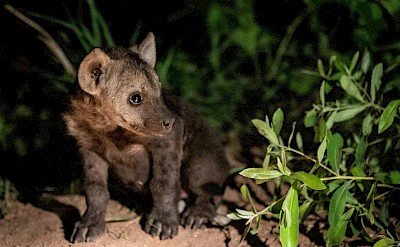 Hyena cub at night, Kruger National Park, South Africa. Unsplash@Jochen van Wylick