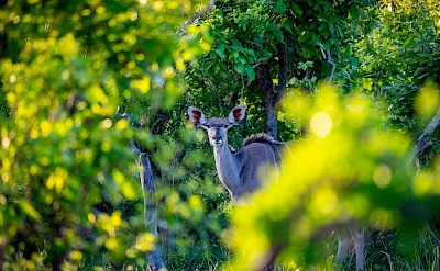 Impala amongst trees, Kruger National Park, South Africa. Unsplash@Jochen van Wylick