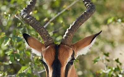 Impala, Kruger National Park, South Africa. Unsplash@Getty Images
