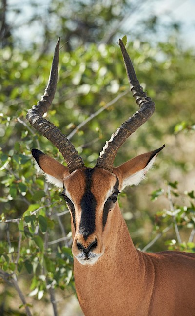 Impala, Kruger National Park, South Africa. Unsplash@Getty Images