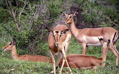 Impalas - Kruger National Park, South Africa. Flickr:Dimitry B. 