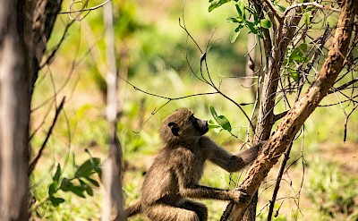 Infant monkey scaling a branch, Kruger National Park, South Africa. Unsplash@Jochen van Wylick