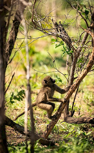 Infant monkey scaling a branch, Kruger National Park, South Africa. Unsplash@Jochen van Wylick