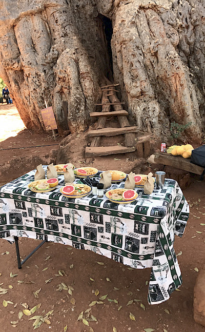 Hennie and TripSite group's lunch next to an old baobab tree!