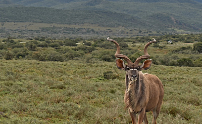 Kudus in South Africa. Flickr:Harshil Shah