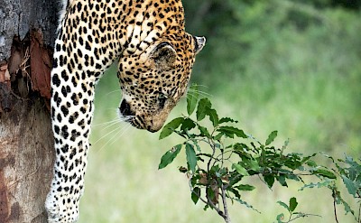 Leopard climbing down a tree, Kruger National Park, South Africa. Unsplash@Sam Power