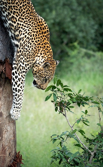 Leopard climbing down a tree, Kruger National Park, South Africa. Unsplash@Sam Power