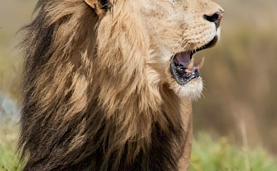 Lion facing the breeze, Kruger National Park, South Africa. Unsplash@Charl Durand