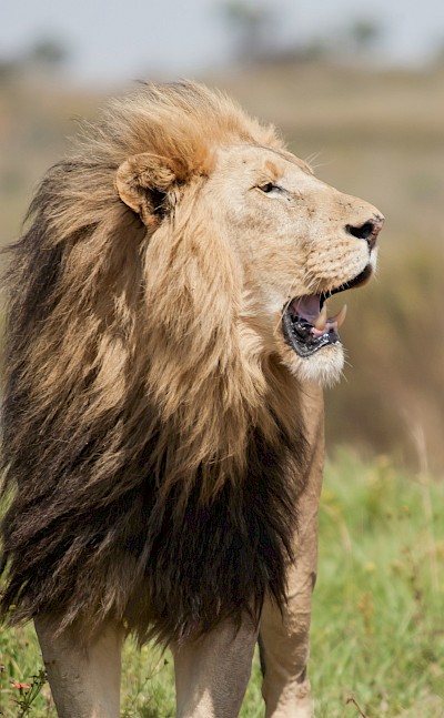 Lion facing the breeze, Kruger National Park, South Africa. Unsplash@Charl Durand