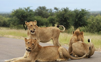 Lions in the road, Kruger National Park, South Africa. Unsplash@Dianne Gibson