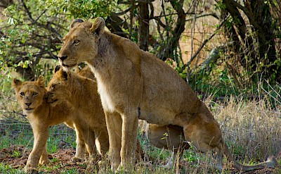 Pack of lions, Kruger National Park, South Africa. Unsplash@Joss Woodhead