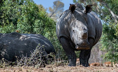 Pair of rhinos, Kruger National Park, South Africa. Unsplash@Yogendra Negi