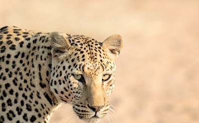 Prowling leopard, Kruger National Park, South Africa. Unsplash@Getty Images