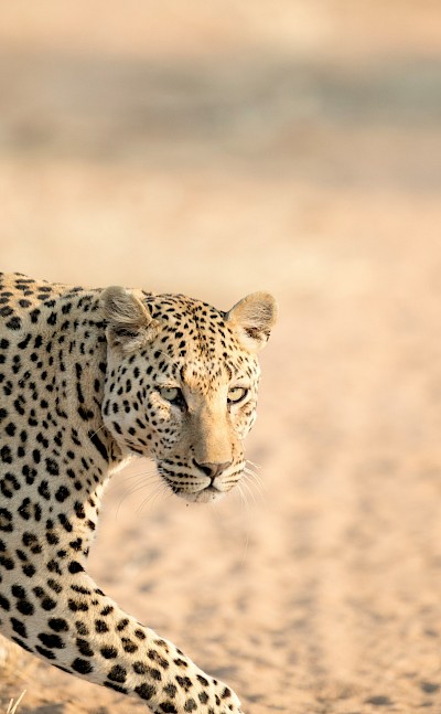 Prowling leopard, Kruger National Park, South Africa. Unsplash@Getty Images