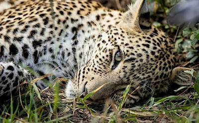 Resting leopard, Kruger National Park, South Africa. Unsplash@Ian Mackey