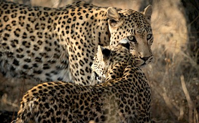 Two leopards, Kruger National Park, South Africa. Unsplash@Getty Images