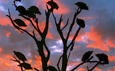 Vultures in a tree, Kruger National Park, South Africa. Unsplash@Getty Images